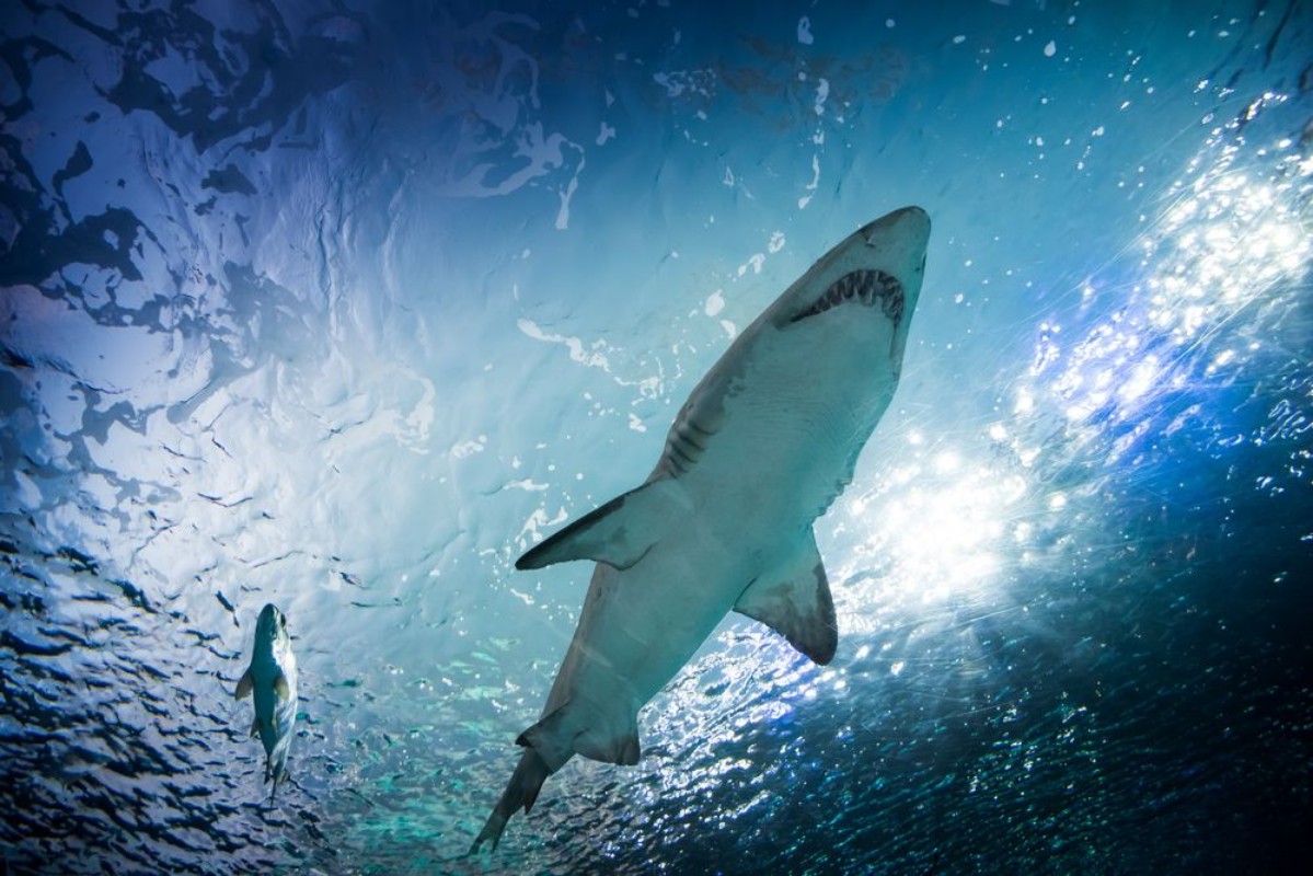 Picture of Toronto aquarium Canada