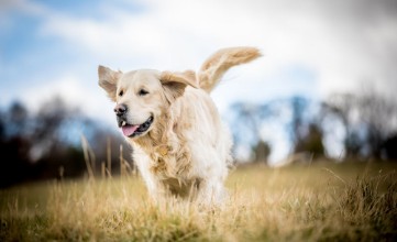 Pilt Golden Retriever in the long grass