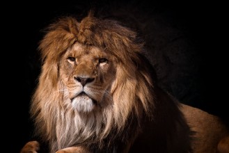 Pilt Portrait of a lion looking