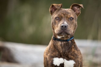 Afbeeldingen van Pitbull puppy