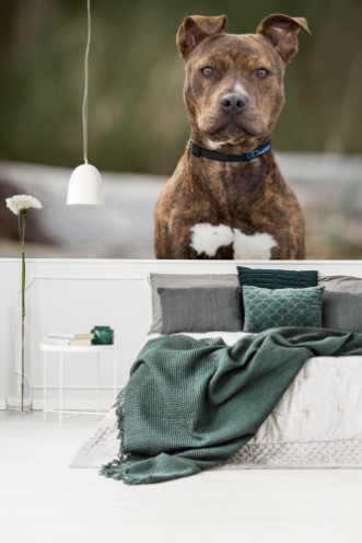 Picture of Pitbull puppy