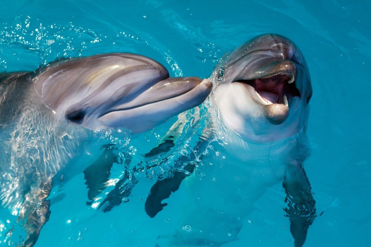 Picture of Cute Smart Dolphins