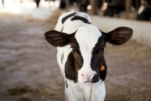 Afbeeldingen van Young black and white calf at dairy farm Newborn baby cow