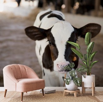 Afbeeldingen van Young black and white calf at dairy farm Newborn baby cow