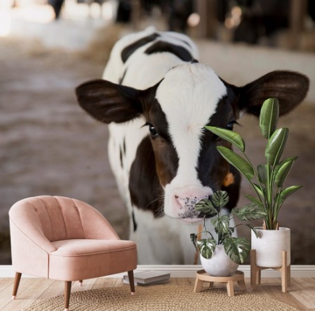 Picture of Young black and white calf at dairy farm Newborn baby cow