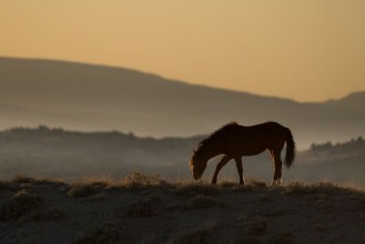 Ritratt ta’ American Mustang