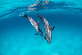 Obrázek Twin Dolphins