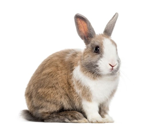 Picture of Rabbit  4 months old sitting against white background