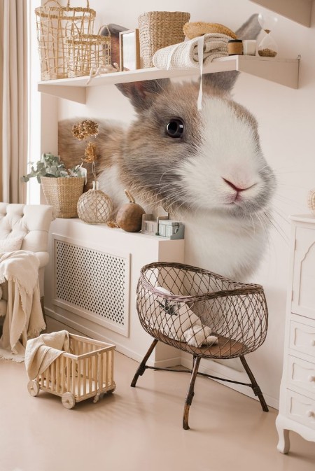 Picture of Rabbit  4 months old sitting against white background