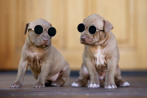 Picture of Two funny puppies in sunglasses