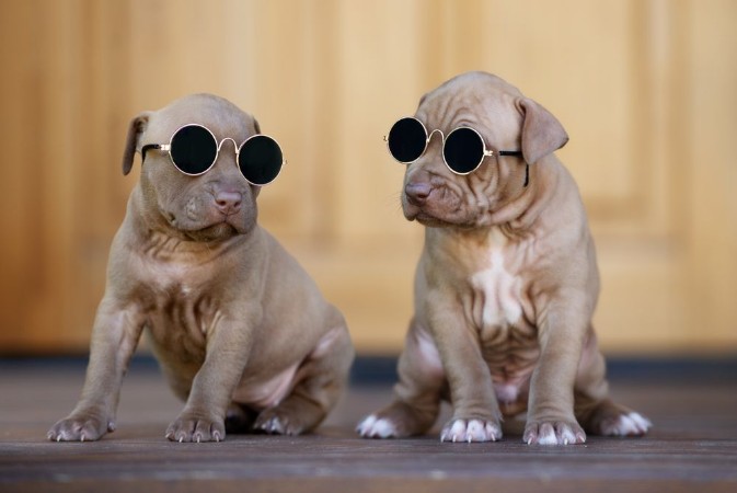 Picture of Two funny puppies in sunglasses