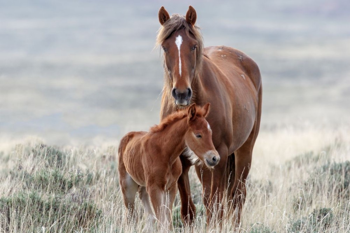 Picture of Wild Horses