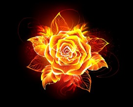 Attēls Blooming fire rose