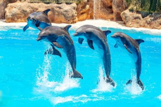 Afbeeldingen van Dolphin Show