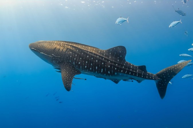 Picture of Large Whale Shark swimming in shallow water over a tropical coral reef