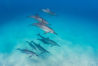 Pilt Dolphin pod Formation