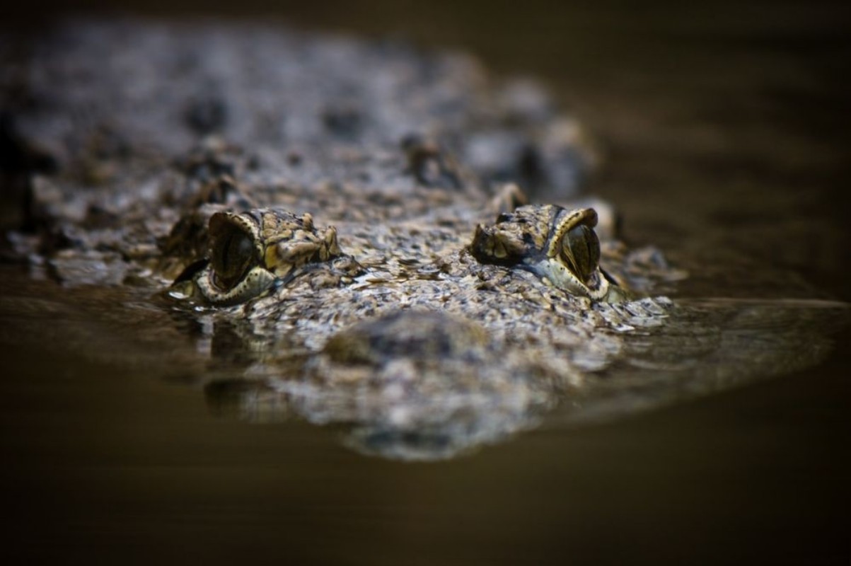Afbeeldingen van Swimming crocodile