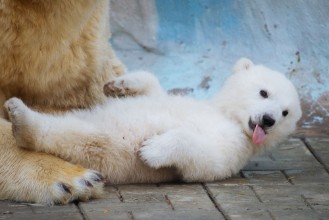 Image de Polar bear with cub