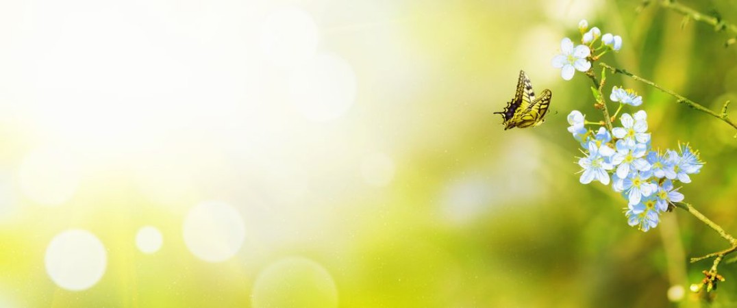 Attēls Wunderschner Schmetterling