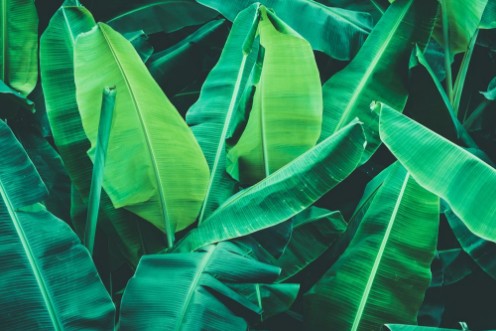 Afbeeldingen van Green Banana Leaves