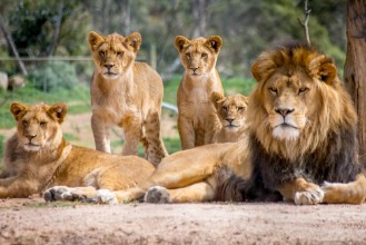 Image de Lion Family