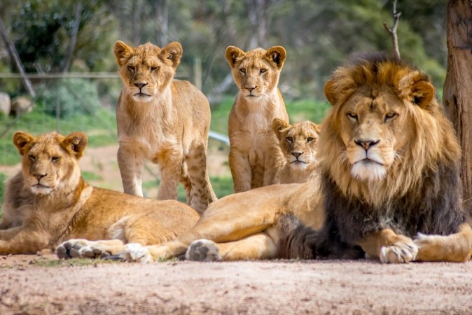Picture of Lion Family