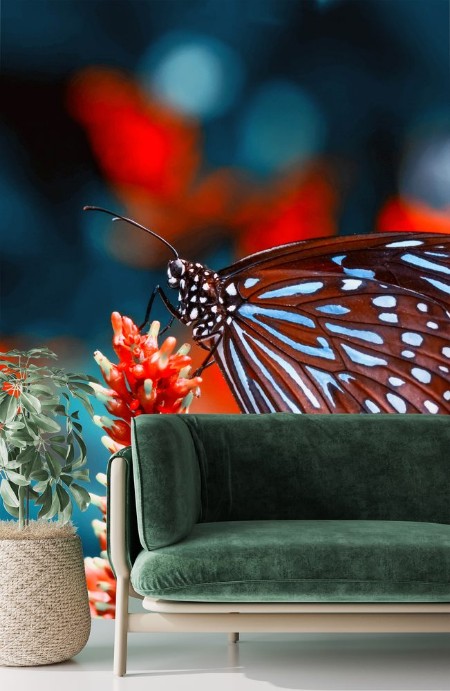 Picture of Elegant sommerfugl