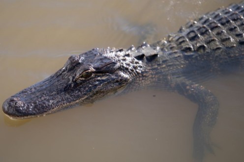 Afbeeldingen van Bayou