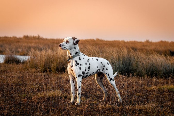 Picture of Dalmatian saltmarsh at sunset