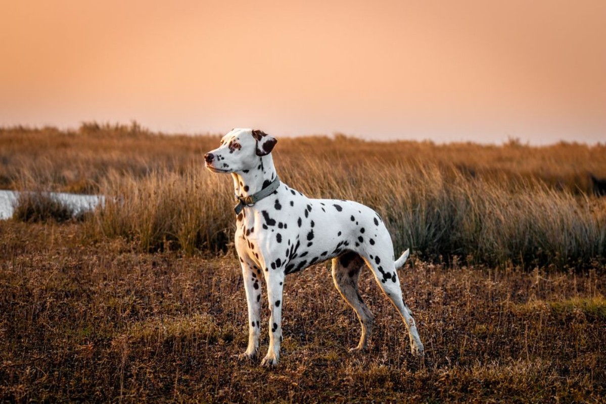 Picture of Dalmatian saltmarsh at sunset