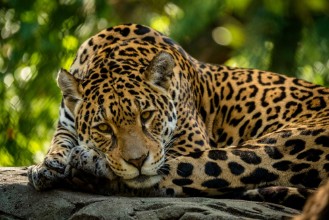 Bild von Leopard liegt auf einem Felsen