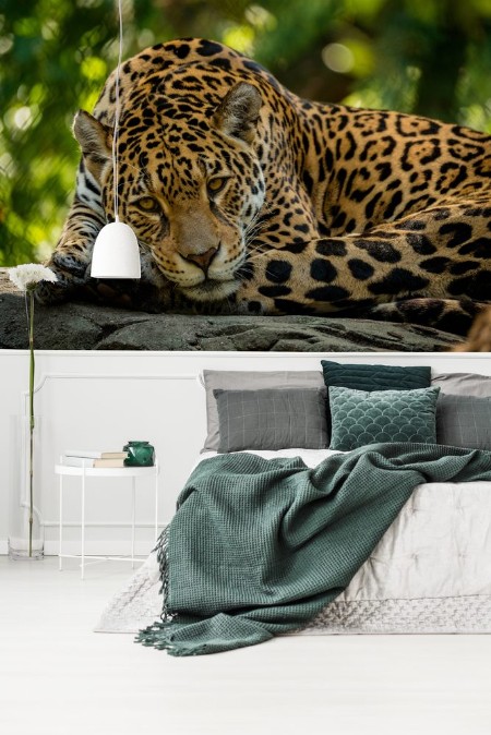 Image de Leopard liegt auf einem Felsen