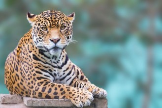 Bild von Leopard looking at camera portrait