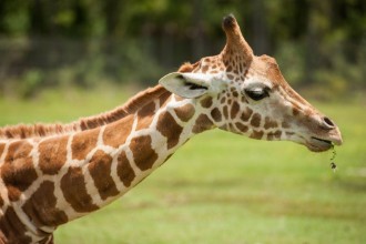 Giraffe profile paveikslėlis