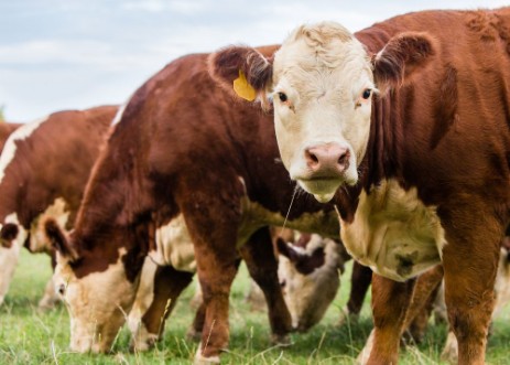 Afbeeldingen van 82318