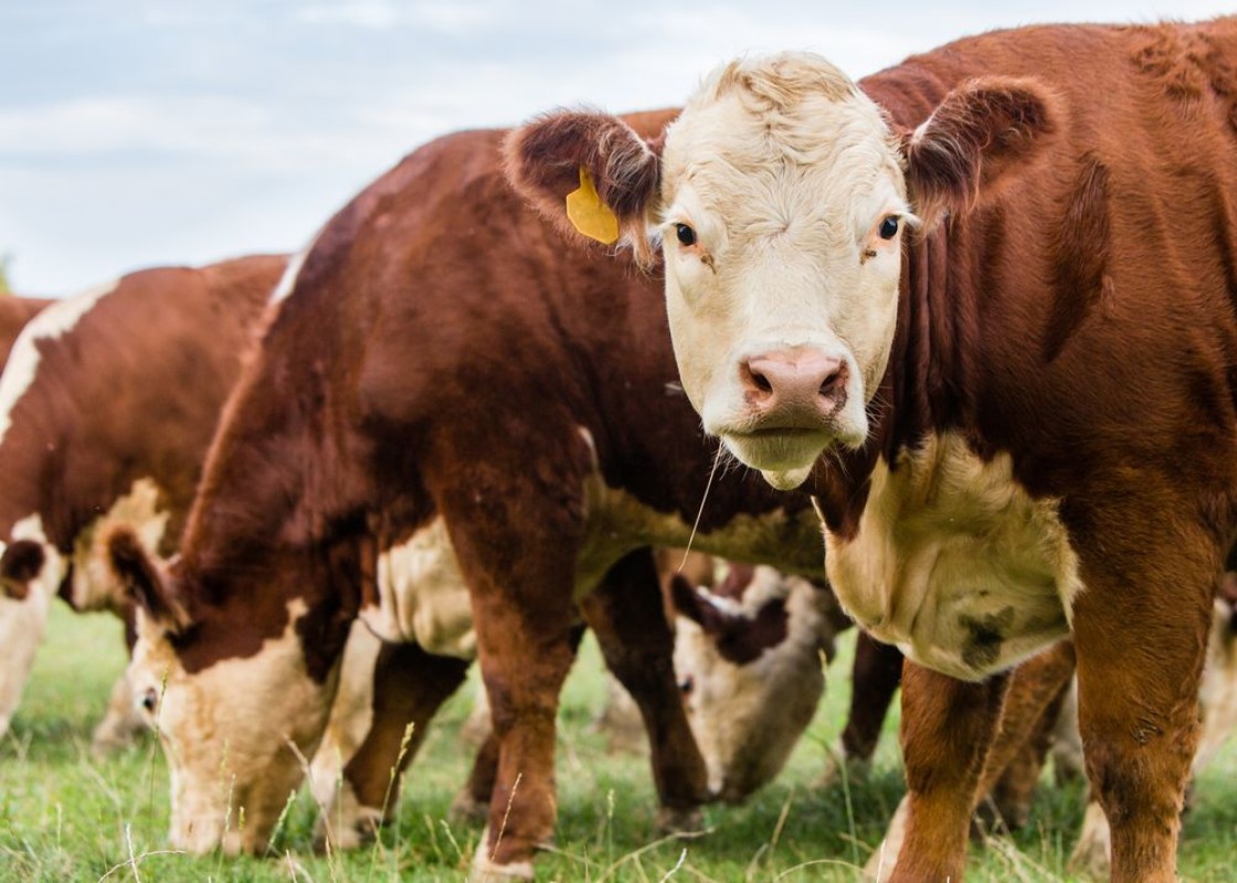 Afbeeldingen van 82318