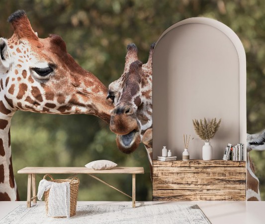 Picture of Reticulated giraffe Giraffa camelopardalis reticulata