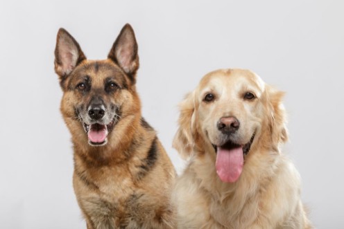 Image de Portrait of a couple of expressive dogs a German Shepherd dog and a Golden Retriever dog against white background