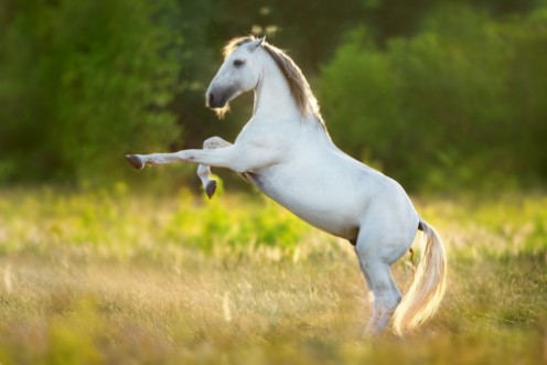 Afbeeldingen van White horse rearing up on green spring meadow at sunset light