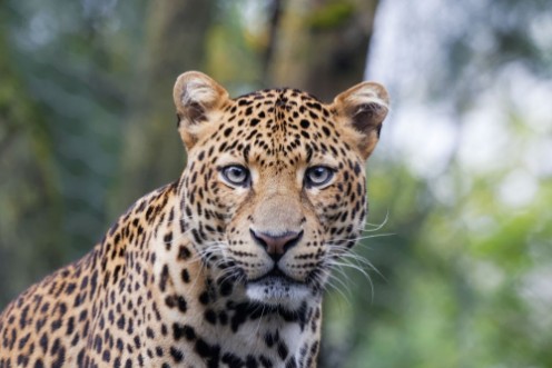 Picture of Panthre de Java en gros plan fixe lobjectif