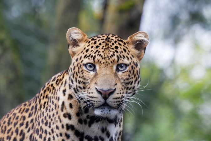 Image de Panthre de Java en gros plan fixe lobjectif