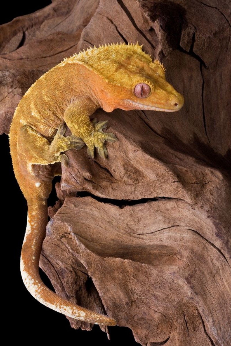 Picture of Crested gecko climbing