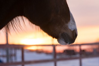 Bild von Horse at the sunset