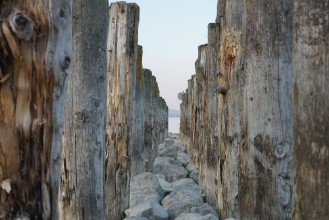 Bild von Baumsatamm im see