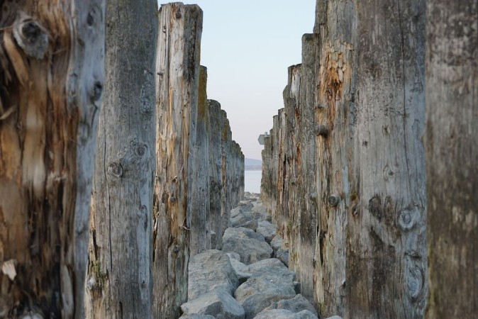 Image de Baumsatamm im see