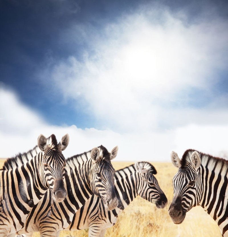 Image de Zebra