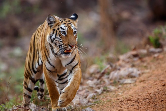 Picture of Female tiger on the move in Tadoba National Park in India