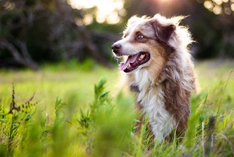 Ritratt ta’ Australian Shepherd in Tall Grass