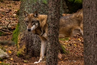 Image de Wolf in the Woods