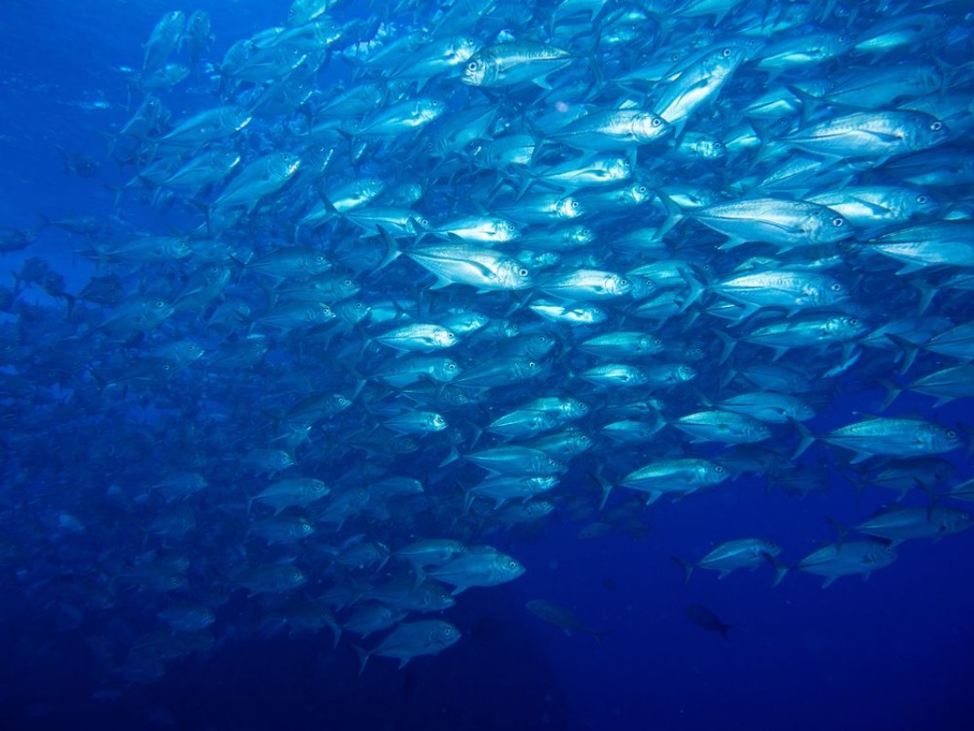 Picture of 227316575